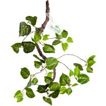 Terrario Hanging ivy 80 cm