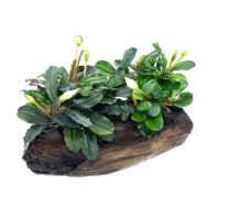 Bucephalandra sp. ‘Kedagang’ on driftwood