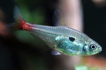 Hemigrammus Stictus 