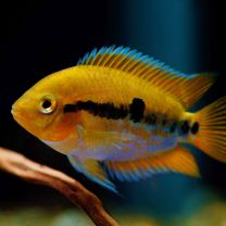 Herotilapia multispinosa