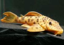 Ancistomus Feldbergae L163