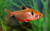 Hyphessobrycon eques - super red