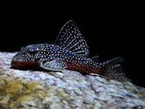 Hypancistrus sp. L136A
