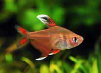 Hyphessobrycon Bentosi Whitefin