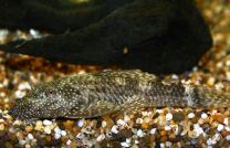 Ancistrus Cf. Triradiatus LDA72