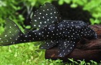Hypancistrus sp L028