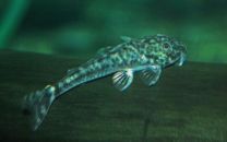Parotocinclus jumbo LDA025