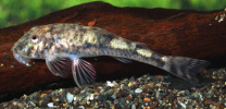 Parotocinclus jumbo LDA025