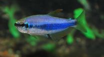 Inpaichthys kerri