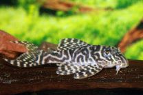 Hypancistrus Sp. L400