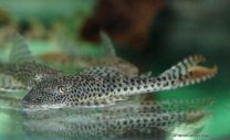Aphanotorulus emarginatus L011