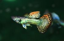 Poecilia reticulata Dumbo Ear Mosaic