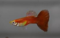 Poecilia reticulata red moscow