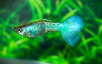 Poecilia reticulata blue sapphire