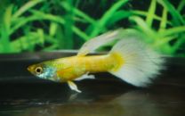 Poecilia reticulata luminous gold