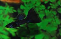 Poecilia reticulata black