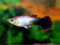 Poecilia reticulata pink tuxedo