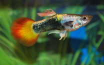 Poecilia reticulata neon sunset