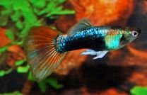 Poecilia reticulata neon tuxedo red