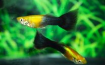 Poecilia reticulata goldhead black