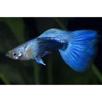 Poecilia reticulata tuxedo blue