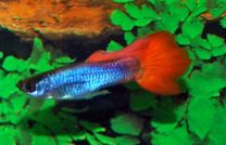 Poecilia reticulata neon fire tail