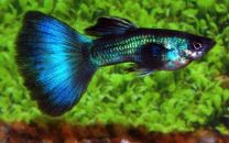 Poecilia reticulata blue-green moscow