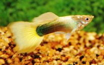 Poecilia reticulata kollane