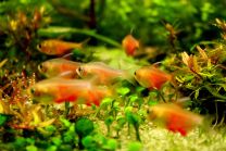 Hyphessobrycon flammeus