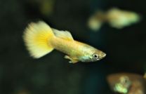 Poecilia reticulata - neon gold