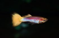 Poecilia reticulata yellow laser tail