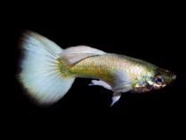 Poecilia reticulata luminous white