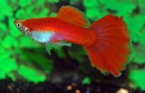 Poecilia reticulata flamingo red