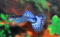 Poecilia reticulata snakeskin blue