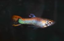 Poecilia wingei - platinum santa