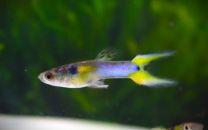 Poecilia wingei - japan blue double sword