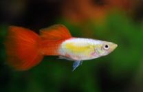 Poecilia reticulata platinum punane