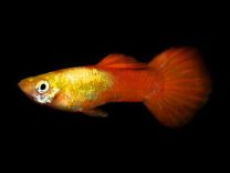 Poecilia reticulata - goldhead red