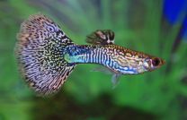 Poecilia reticulata mosaic