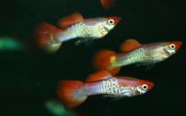 Poecilia reticulata - red cap snakeskin