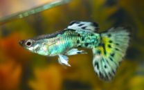Poecilia reticulata mosaic kollane
