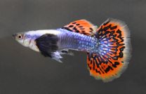 Poecilia reticulata Dumbo Ear Blue Spotted Tail