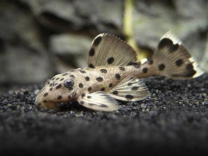 Leporacanthicus joselimai L264 