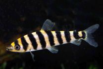 Leporinus affinis ML