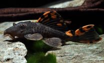 Leporacanthicus triactis L091