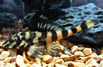 Zonancistrus Sp. L052 L