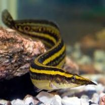 Macrognathus aral