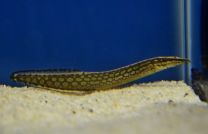 Macrognathus armatus