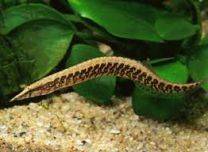 Mastacembelus circumcinctus