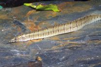 Macrognathus zebrinus